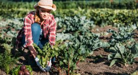 indennita-maternita-come-funziona-lavoratrici-agricole