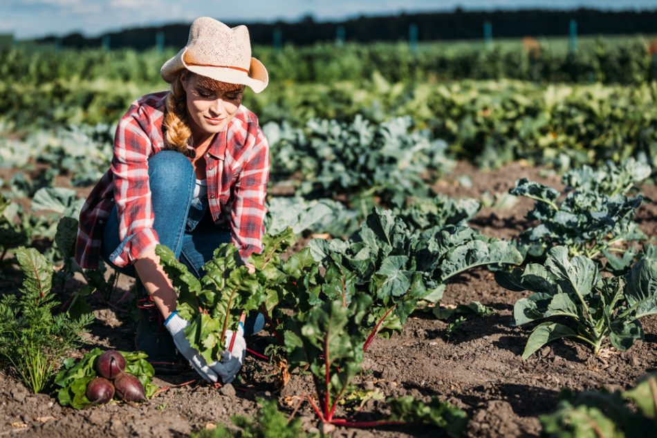 indennita-maternita-come-funziona-lavoratrici-agricole