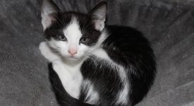 tragedia-in-russia-un-gatto-salta-nella-culla-e-soffoca-il-bebe