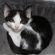 tragedia-in-russia-un-gatto-salta-nella-culla-e-soffoca-il-bebe