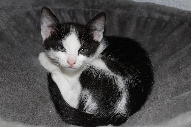 tragedia-in-russia-un-gatto-salta-nella-culla-e-soffoca-il-bebe