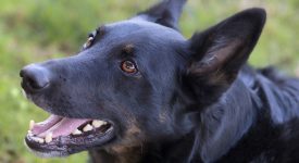 neonato-di-20-giorni-ucciso-dal-cane-di-famiglia