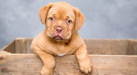 i-cani-aiutano-i-bambini-a-rafforzare-il-sistema-immunitario-e-a-combattere-le-allergie