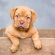 i-cani-aiutano-i-bambini-a-rafforzare-il-sistema-immunitario-e-a-combattere-le-allergie