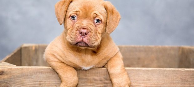 i-cani-aiutano-i-bambini-a-rafforzare-il-sistema-immunitario-e-a-combattere-le-allergie