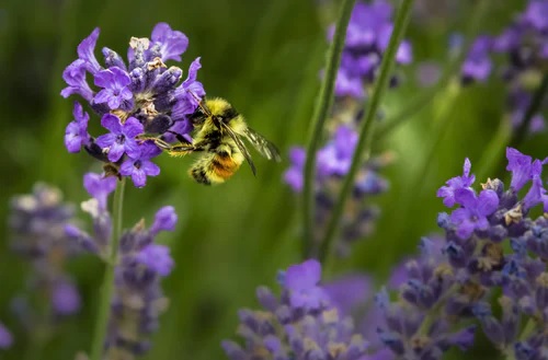 consigli-contro-punture-api-e-vespe
