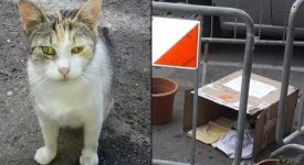 mamma-gatta-vuole-allattare-solo-in-strada-il-comune-transenna-larea