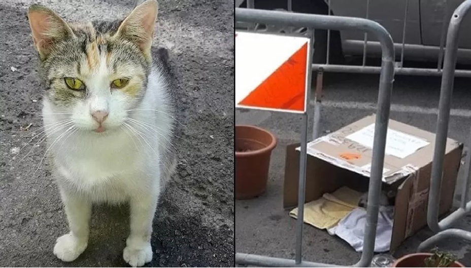 mamma-gatta-vuole-allattare-solo-in-strada-il-comune-transenna-larea