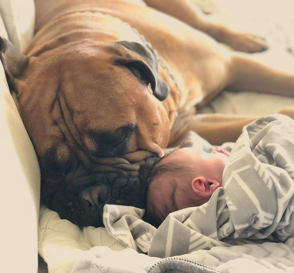 amici-con-la-coda-la-storia-di-brutus-e-kayden
