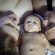 pianto-del-neonato-sveglia-mamma-non-papa