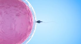 fertilita:-uno-studio-rivela-che-gli-ovuli-sanno-"scegliere"-gli-spermatozoi