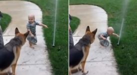 insegna-al-suo-cane-a-non-avere-paura-dell'acqua:-il-dolcissimo-video-diventa-virale