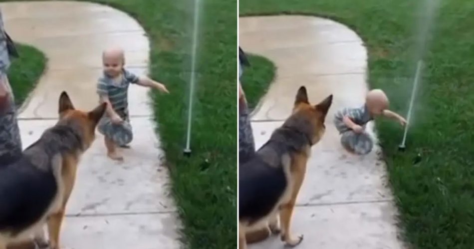 insegna-al-suo-cane-a-non-avere-paura-dell'acqua:-il-dolcissimo-video-diventa-virale