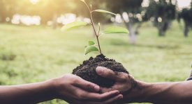 un-albero-per-ogni-bambino-mai-nato-liniziativa-di-milano