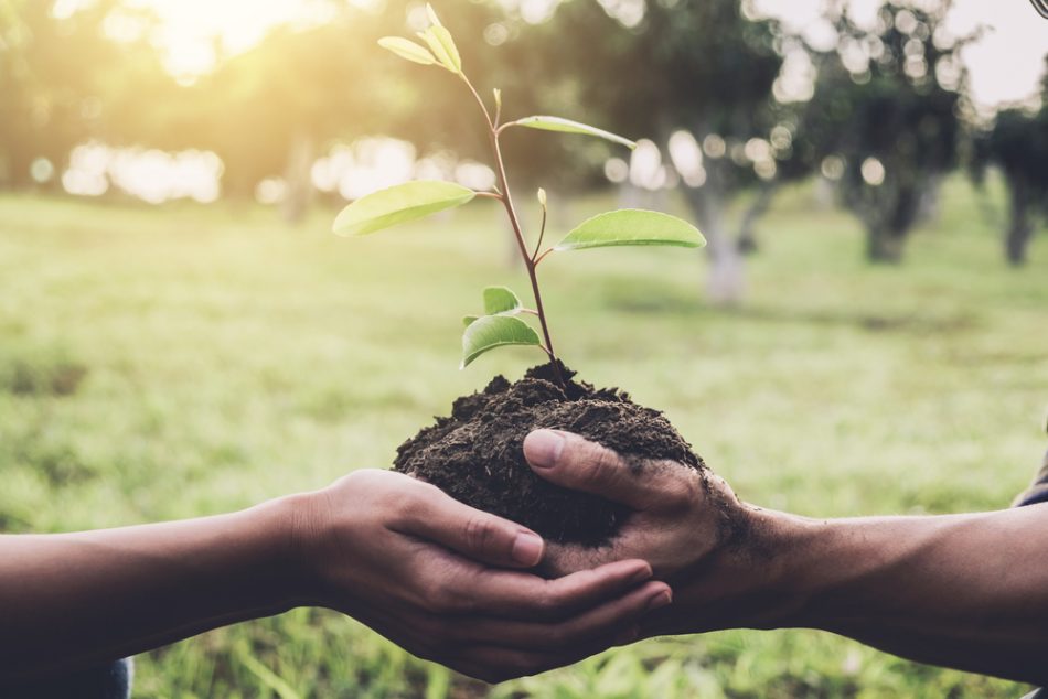 un-albero-per-ogni-bambino-mai-nato-liniziativa-di-milano