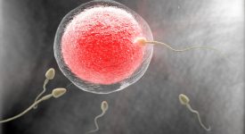 fecondazione-eterologa-in-italia-tutto-quello-che-ce-da-sapere