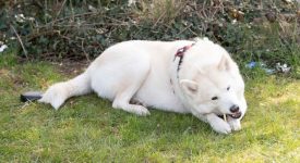 storie-a-lieto-fine-lhusky-hel-trova-e-salva-un-neonato-abbandonato