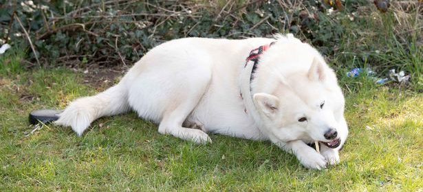 storie-a-lieto-fine-lhusky-hel-trova-e-salva-un-neonato-abbandonato