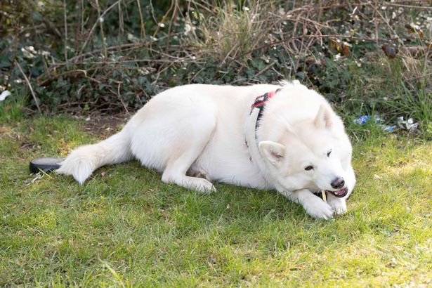 storie-a-lieto-fine-lhusky-hel-trova-e-salva-un-neonato-abbandonato